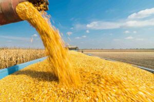 Safra de milho: Giro técnico de inverno chega para orientar os produtores sobre o manejo na estação