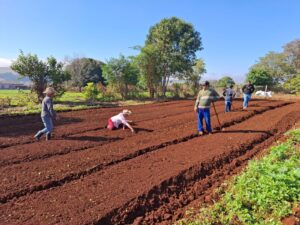 Horta do bem: CRAS inicia uma plantação para combater insegurança alimentar em Ubiratã