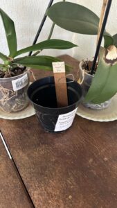 Ovitrampas: armadilhas instaladas no município de Ubiratã podem trazer resultados positivos no combate à dengue