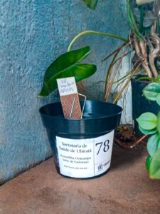 Ovitrampas: mais do que uma armadilha, uma tecnologia essencial para o combate contra a dengue